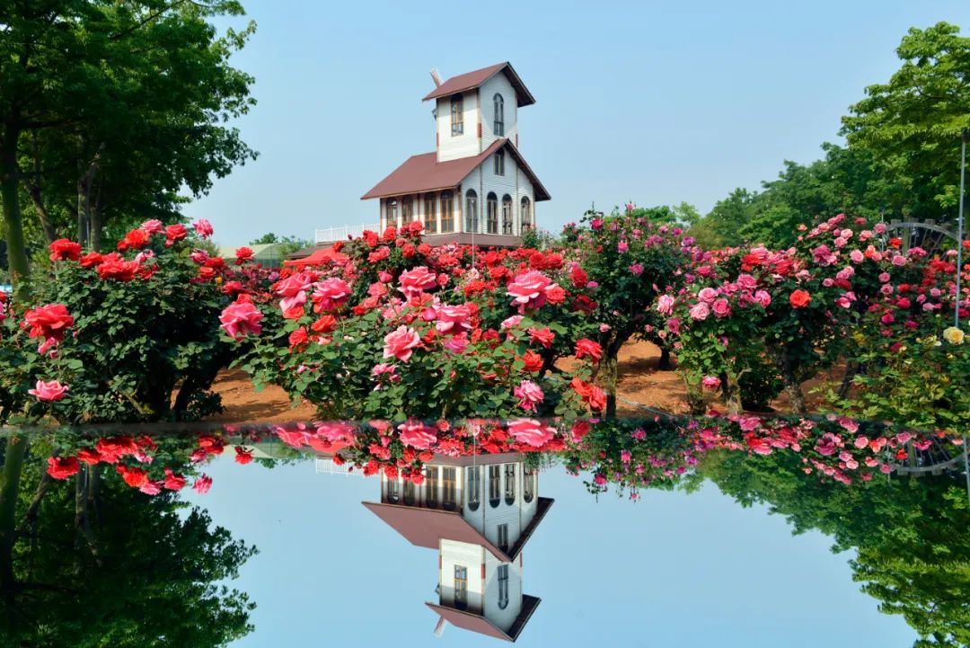 弥勒超美玫瑰庄园餐厅,特色玫瑰鲜花宴只要188