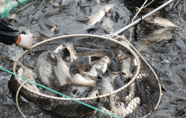 媒体聚焦山东户部生态鱼喜获丰收当天出鱼万斤收入8万