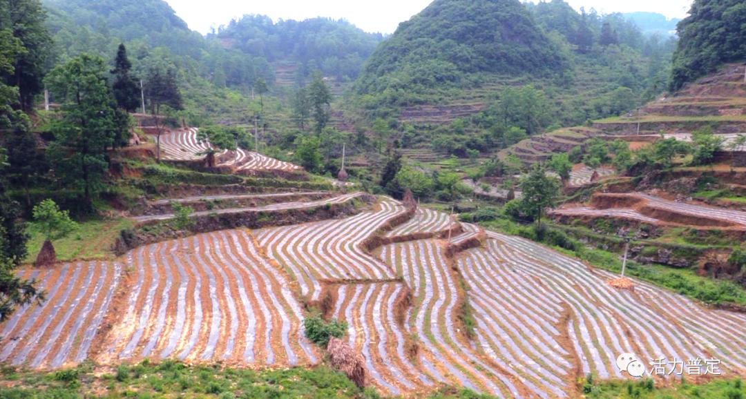 普定猴场乡小辣椒大产业助农增收显身手