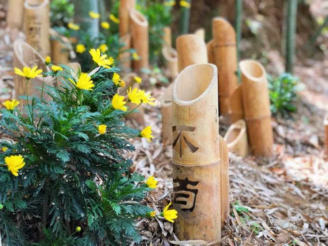 去北仑春晓来一场与清风竹林的约会