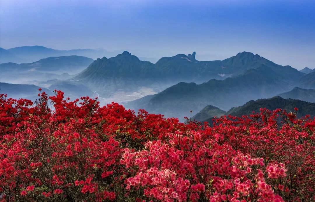 遂昌高坪杜鹃花图片