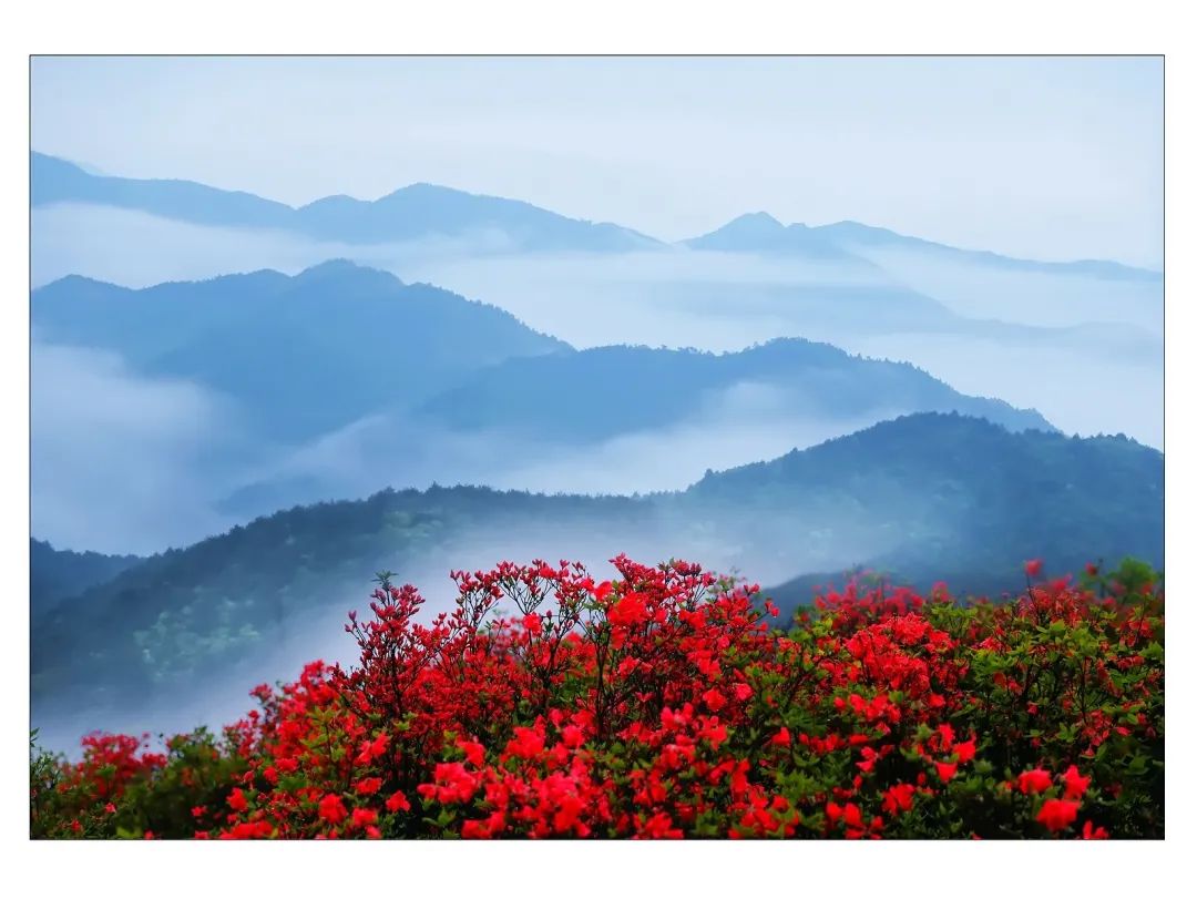 遂昌高坪杜鹃花图片