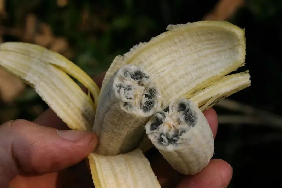 变黑的香蕉还能吃吗