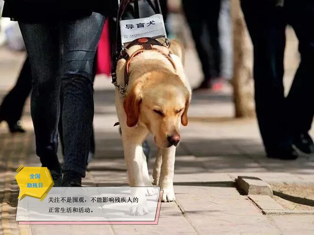 导盲犬知道主人去哪里 导盲犬怎么知道目的地