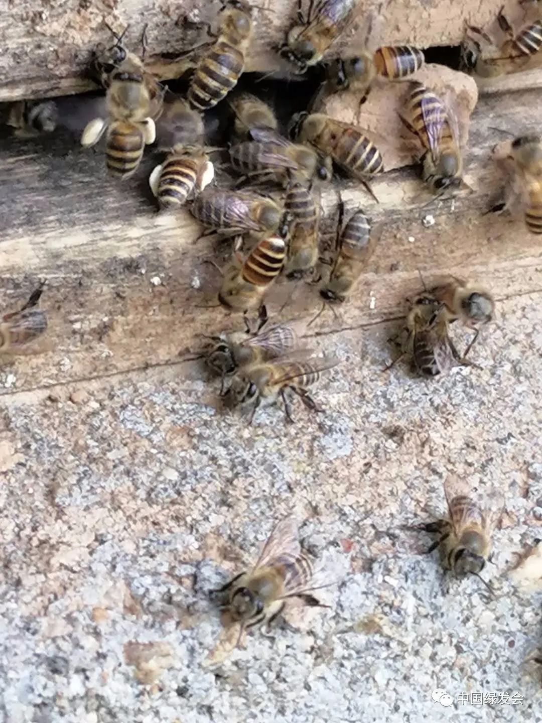 中华蜜蜂保护地 桐柏山 传统土蜂养殖分蜂忙 蜜蜂多样性 政务 澎湃新闻 The Paper