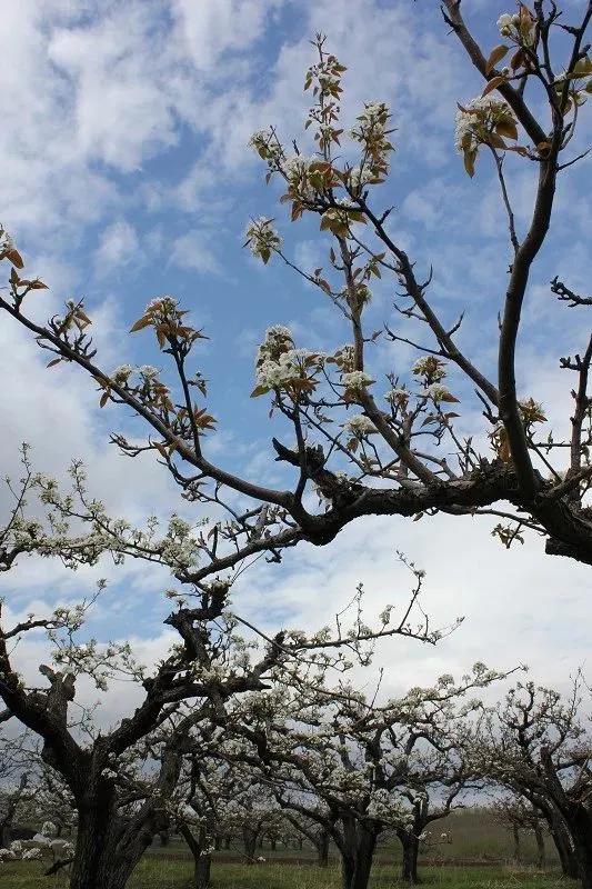 延边的苹果梨花开了龙井敦化珲春让你一次看个够