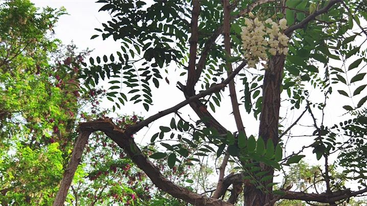 被折断的槐树枝