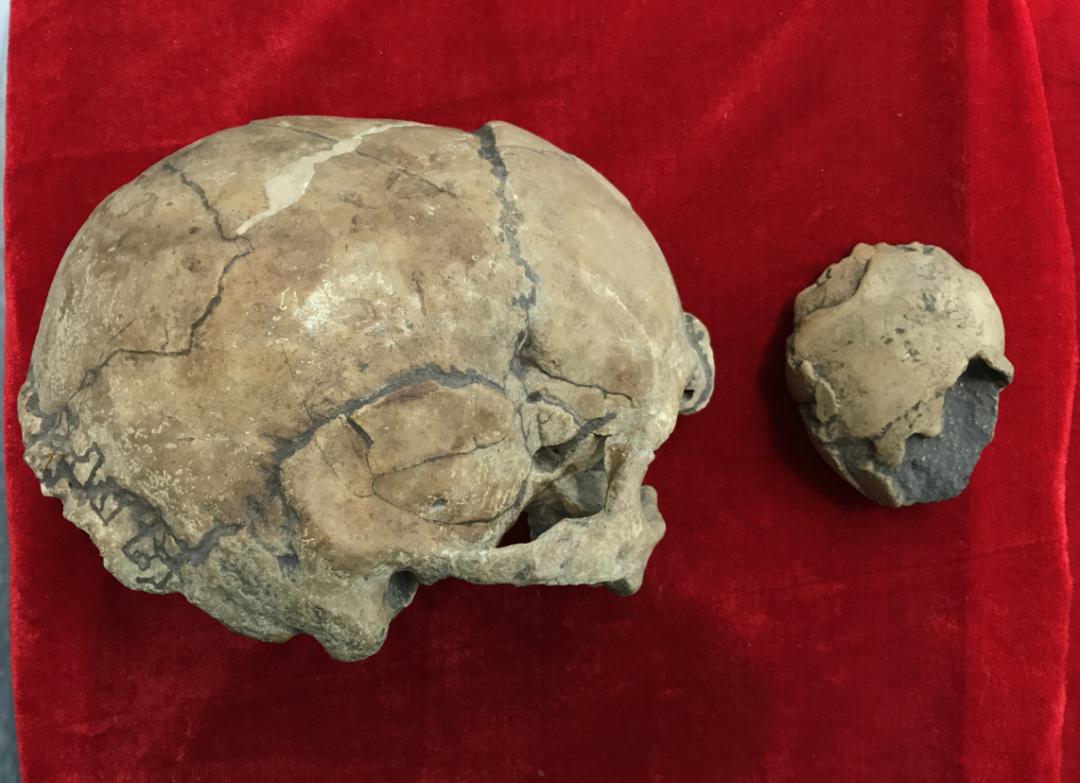 新石器时代人头骨旧石器时代人牙化石出土于封开县垌中岩遗址.