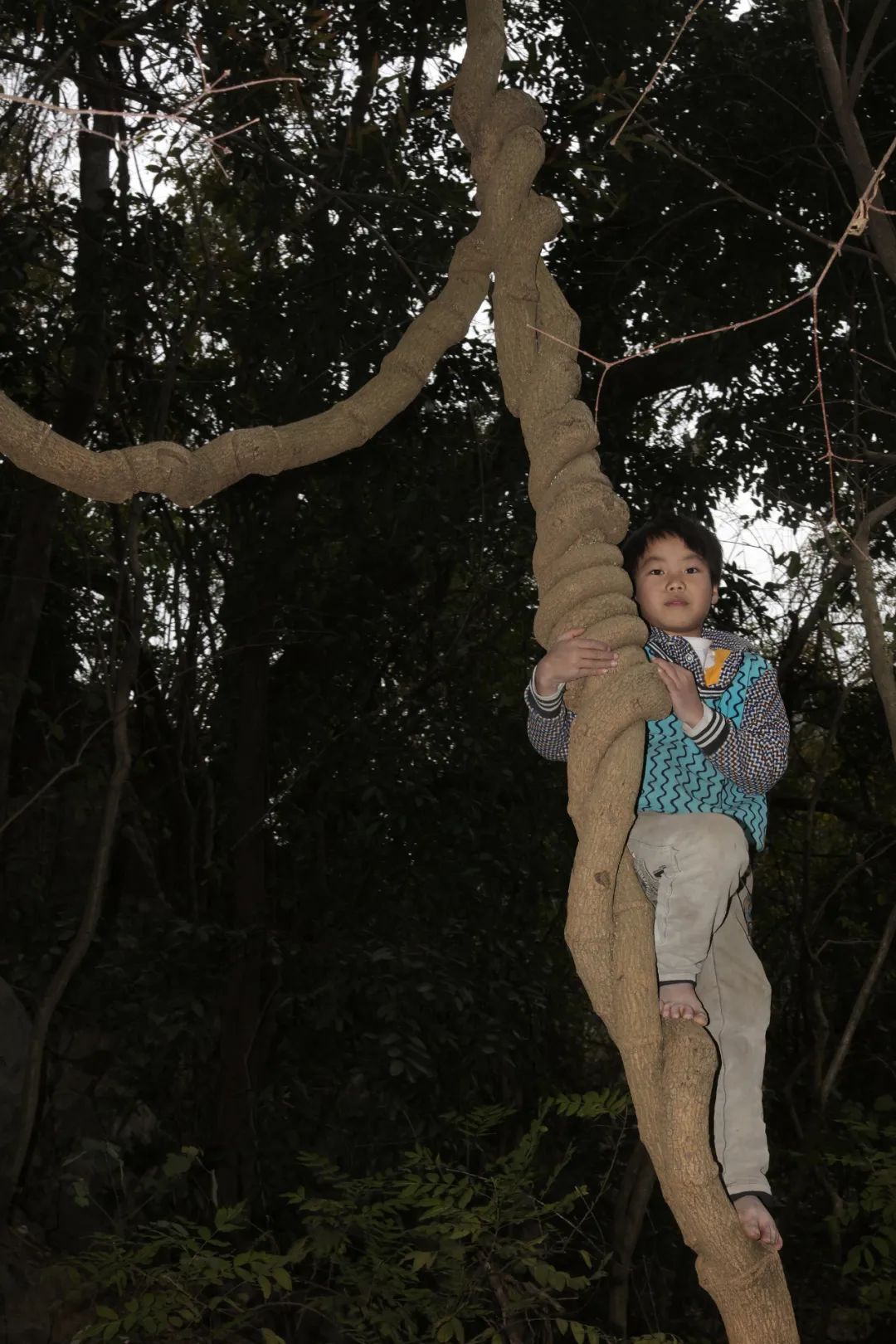 村里有很多古树,孩子们喜欢爬树,这是他们最喜欢的游戏.