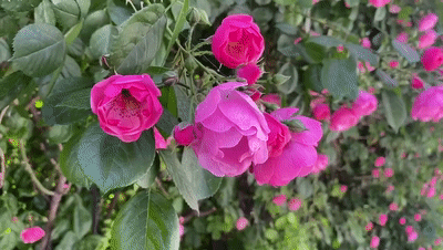 新乐市:这条蔷薇花巷火了 怎么拍都好看!↓↓↓石家庄各地的美景吧