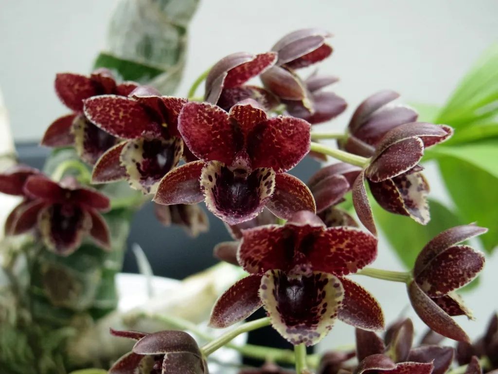 黑珍珠飘唇兰(雄花)