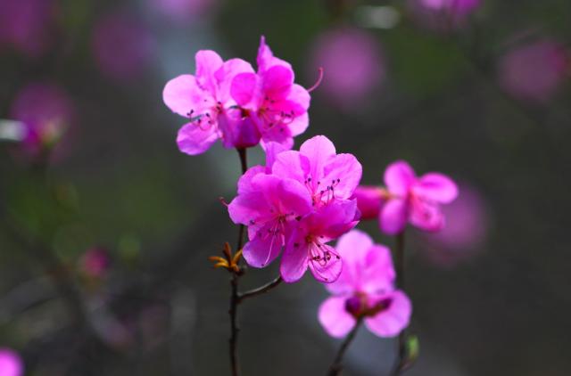 杜鹃香薰北极 繁花遍染群山丨赏杜鹃文艺作品集萃