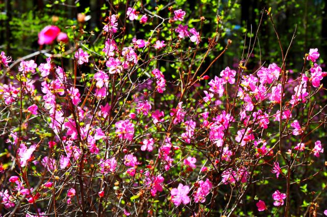 杜鹃香薰北极 繁花遍染群山丨赏杜鹃文艺作品集萃