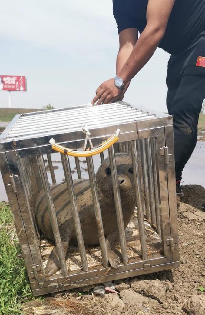萌小海豹闯进盘锦稻田地被送走还一步三回头