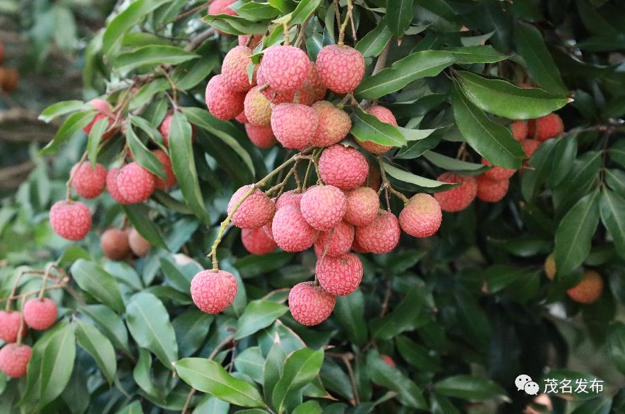 给"荔"!电白举办荔枝品牌推广和采销活动,13省市对接采购电白荔枝