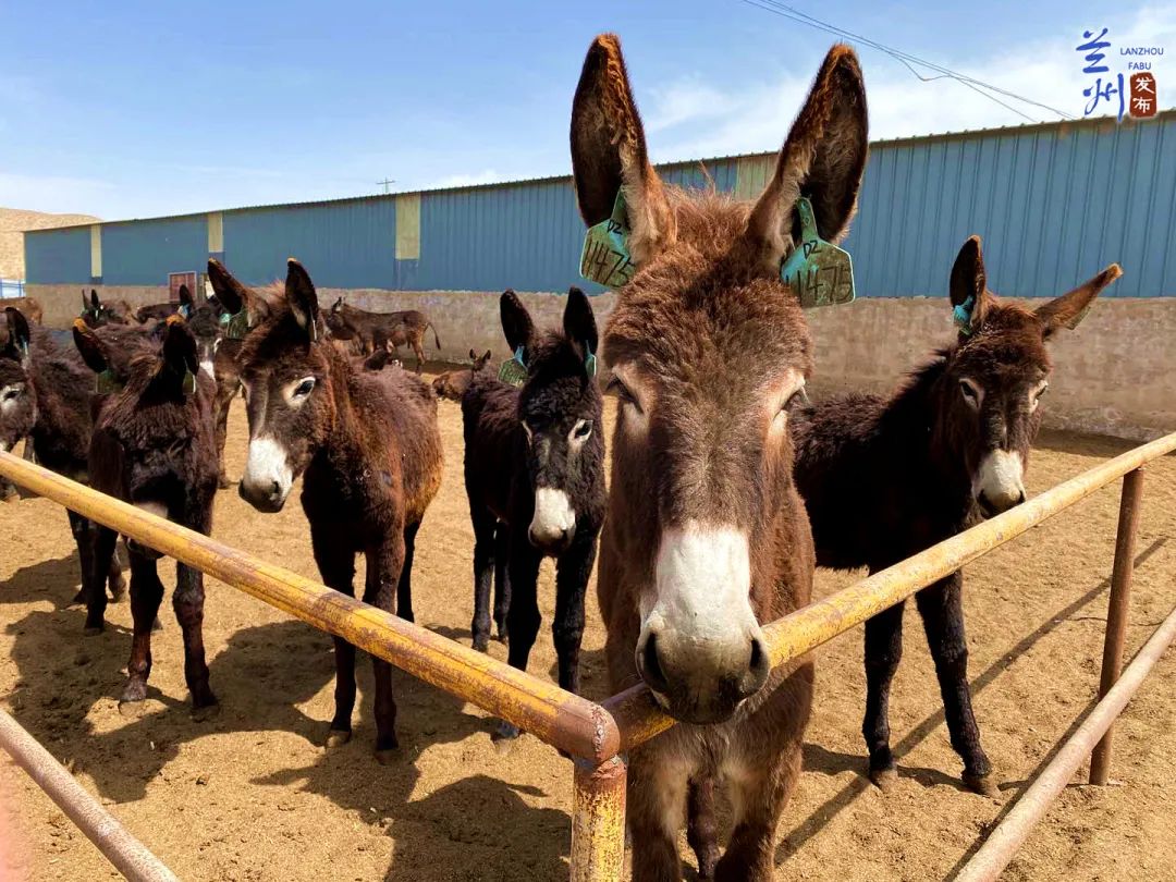 决战决胜脱贫攻坚小毛驴进村安家驴产业助力产业扶贫