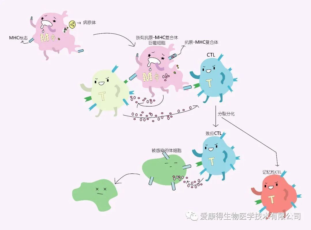 免疫系统的组成?