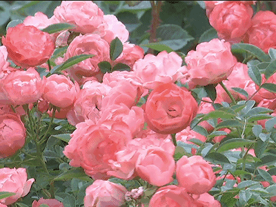 玫瑰花开花动态图图片