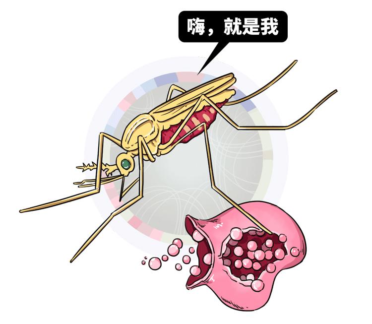 这种疟疾患上后会让人间歇性寒战并发热、出汗、肿大甚至贫血who的一项调