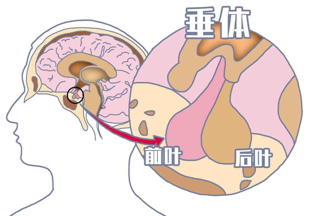 脑垂体具体位置图片