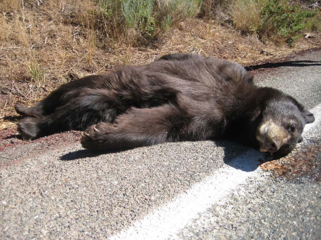 【北海道棕熊】棕熊闯入街道袭击人导致4人重伤-动物视频-搜狐视频