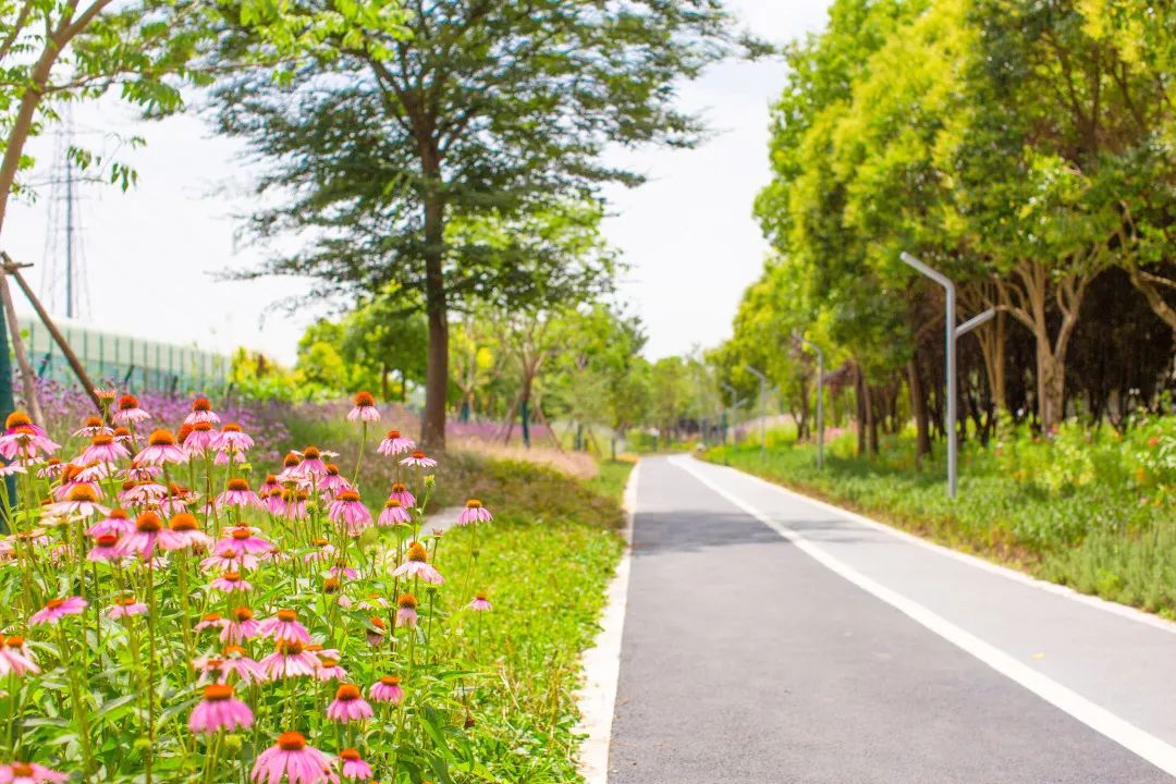 探访奉贤田字绿廊市民身边的城廓公园