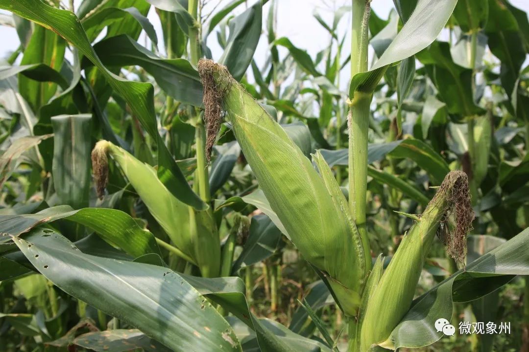 5月18日,在象州县运江镇新运村的河滩地甜糯玉米种植基地,当地的村民