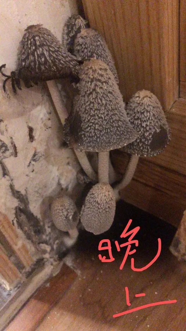 女业主被家里蘑菇吓哭:怎么都除不掉,晚上还会化成一滩黑水!