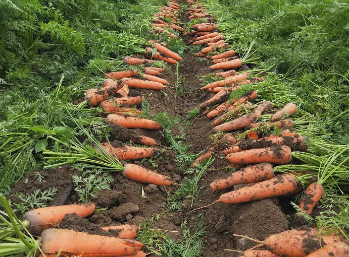 胡萝卜种植过程图片