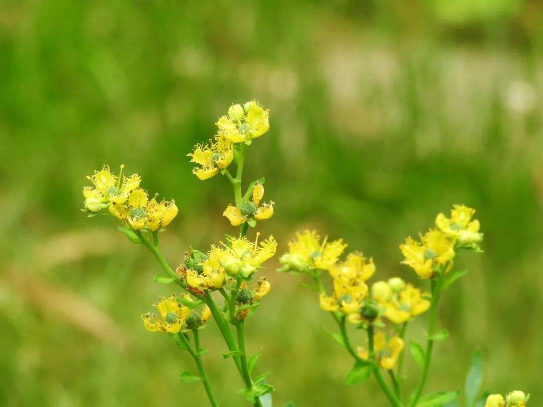 植小满养发(植物养发哪个品牌最好)