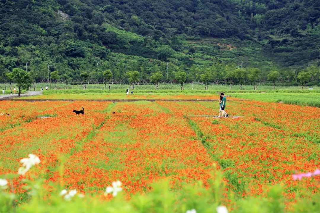 北仑区春晓街道党工委书记化身"导游"喊你来春晓!