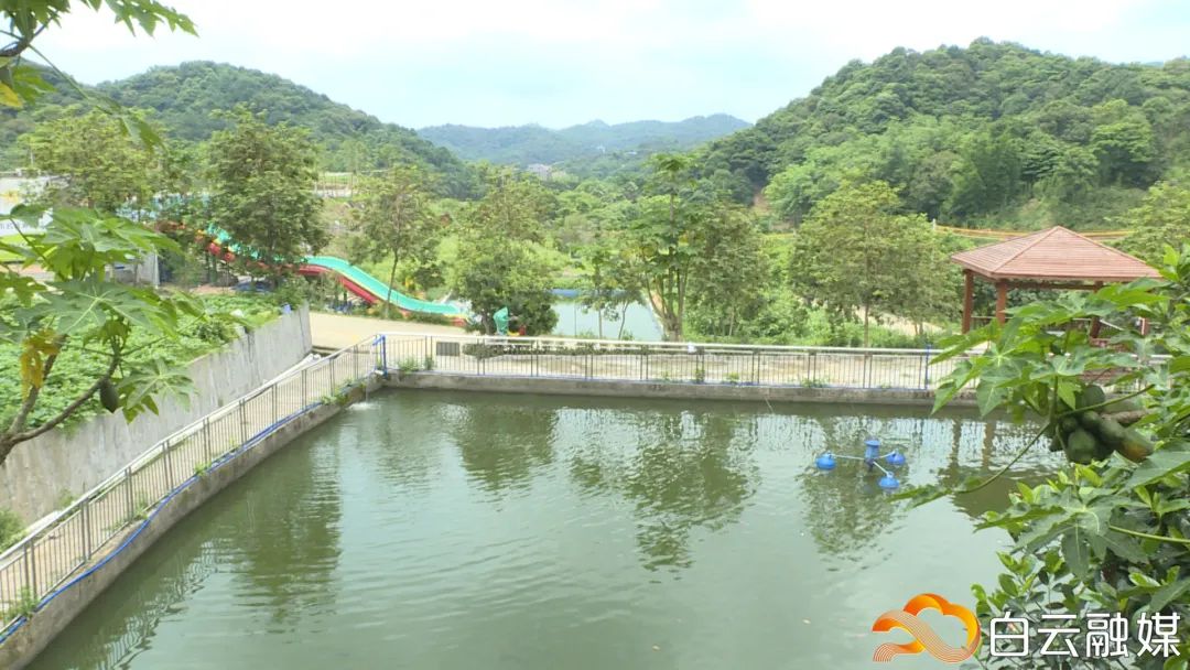 帽峰山杨梅熟啦