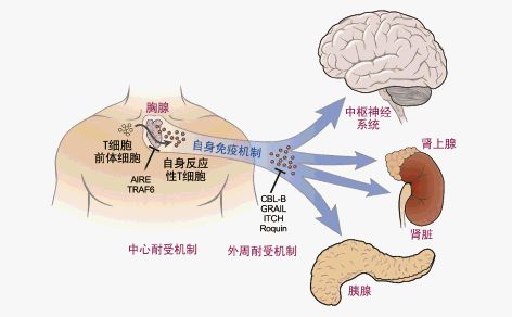 免疫器官作為機體防禦部隊的免疫系統包括免疫器官,免疫細胞和免疫