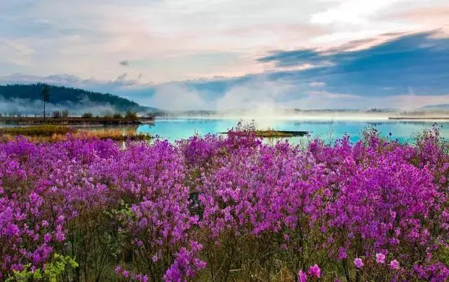 5月21日起阿尔山地区杜鹃花逐步进入盛开期 开放指数将持续飙升