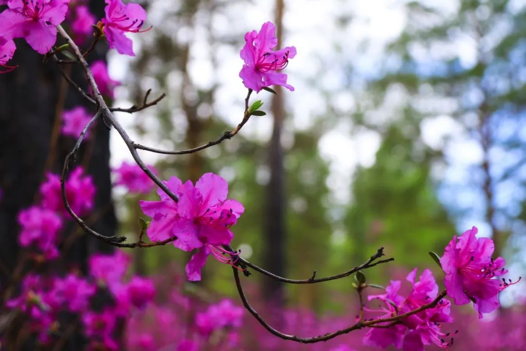 图说| 漫步杜鹃丛林 徜徉兴安花海