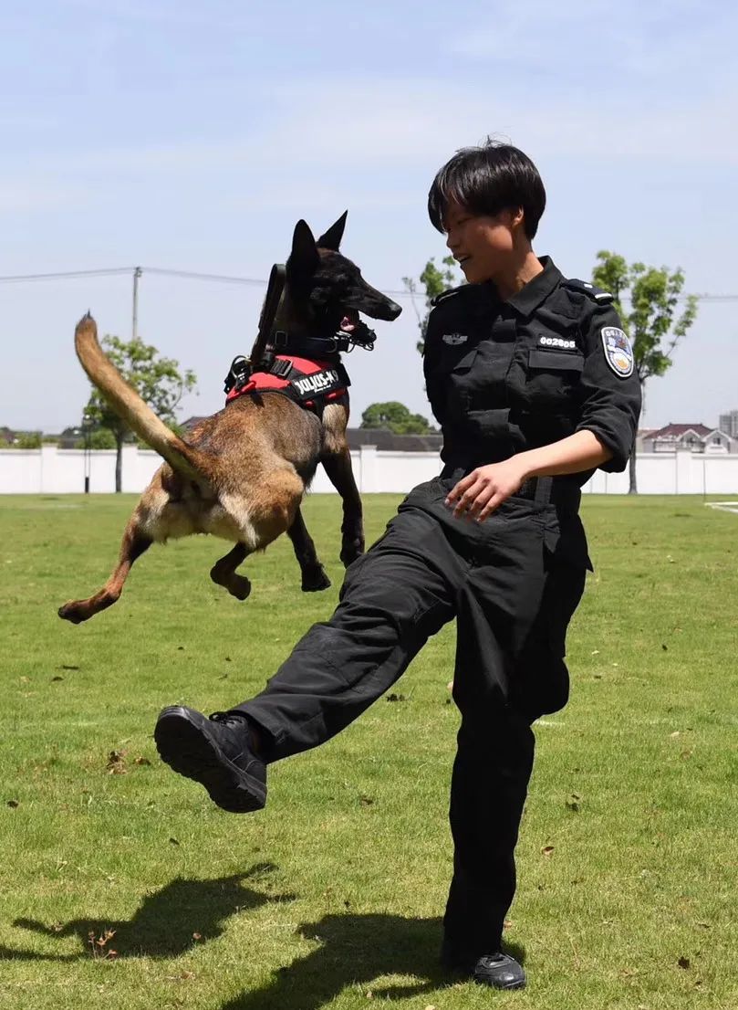 警犬故事能搜爆更是戏精网红警犬椰sir和她的同事们