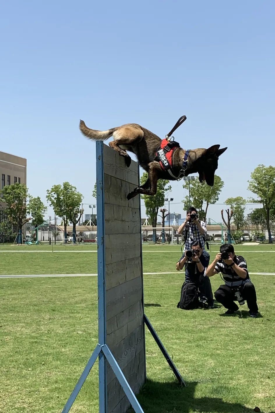 警犬训练基地海棠图片