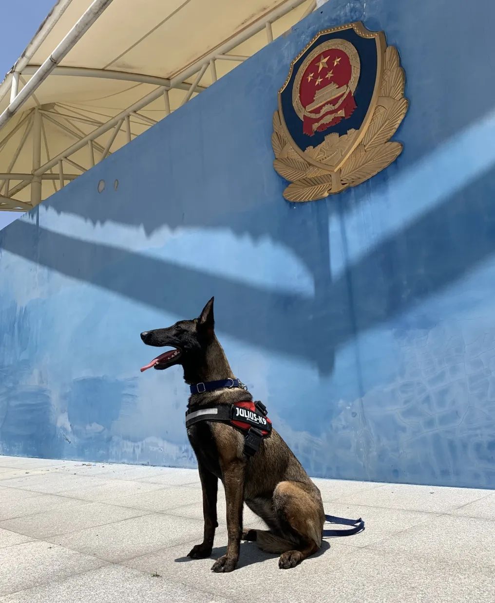 警犬故事能搜爆更是戏精网红警犬椰sir和她的同事们