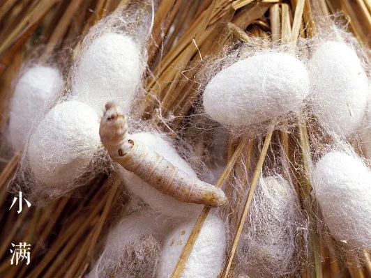 "祭蚕"有祝福水源涌旺的意思祭拜时将白水泼入田中在祭品中会有一杯