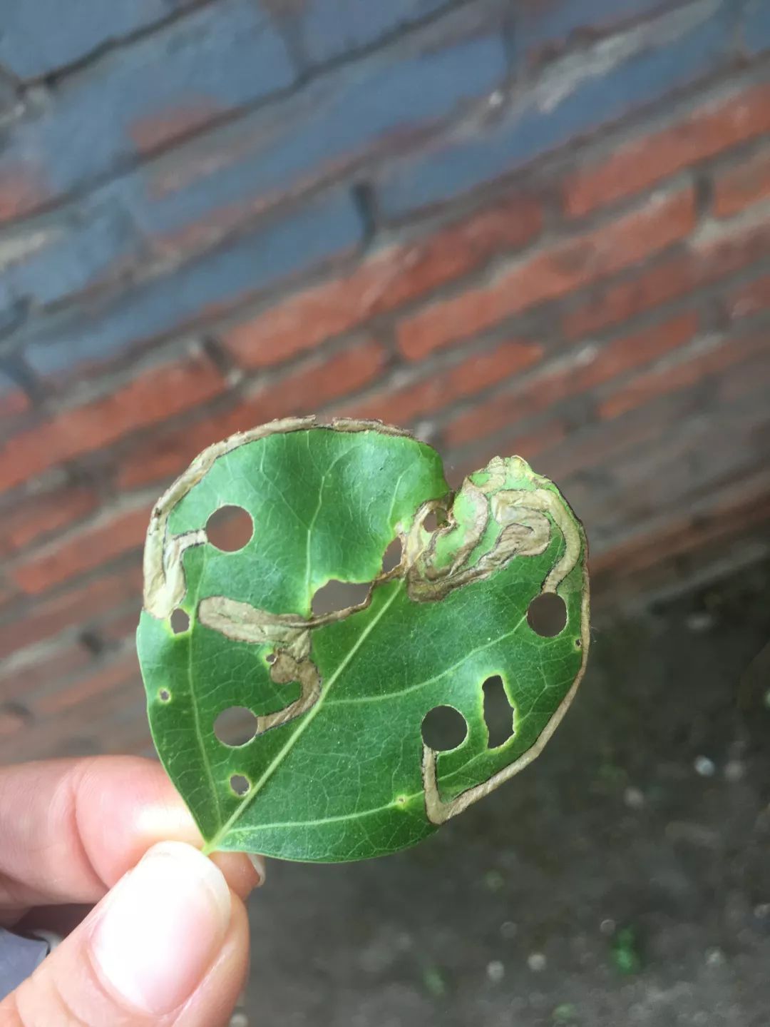 榆树钱活了杨潜叶跳象认识一下