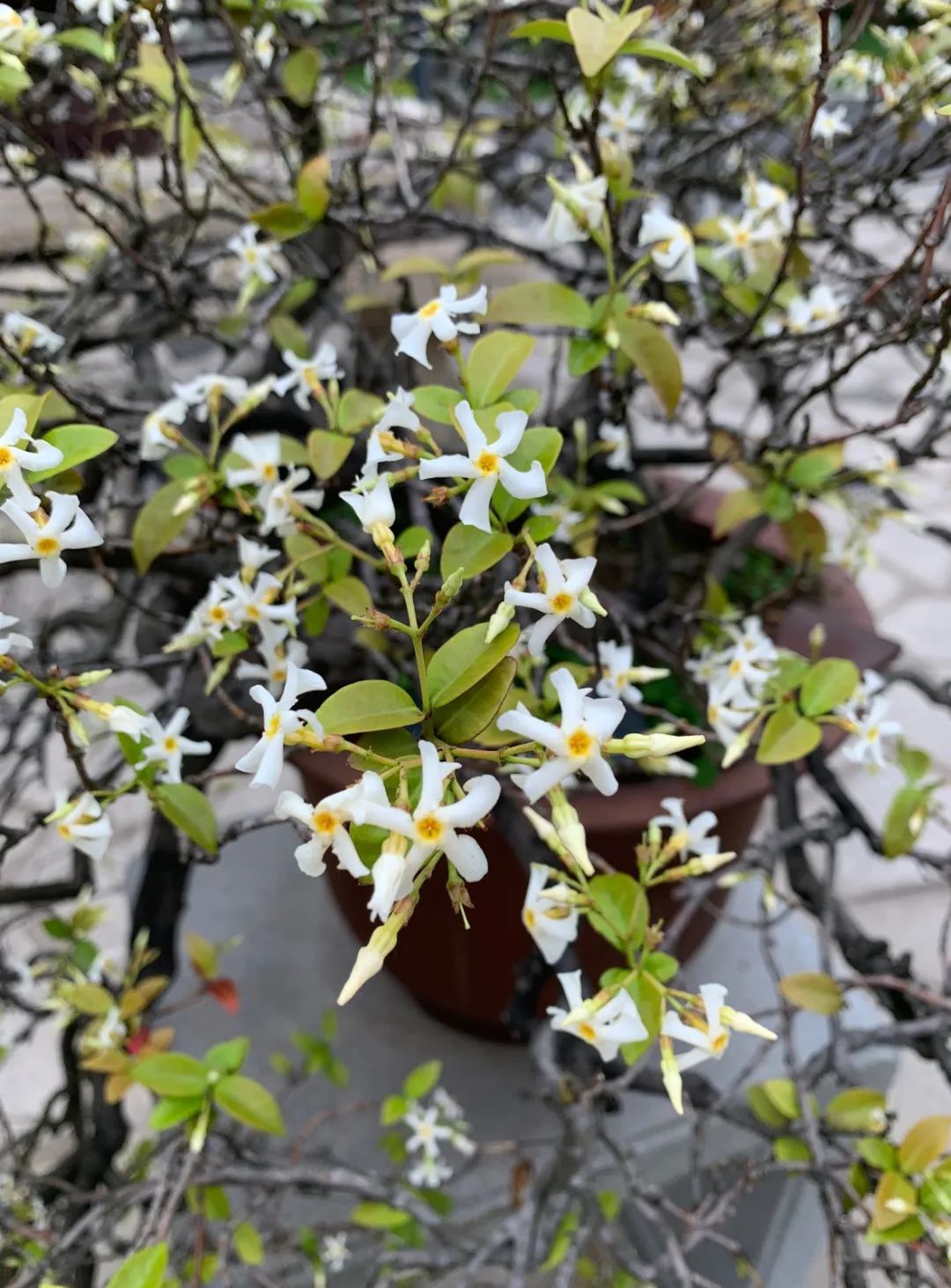 万字茉莉纯白一夏