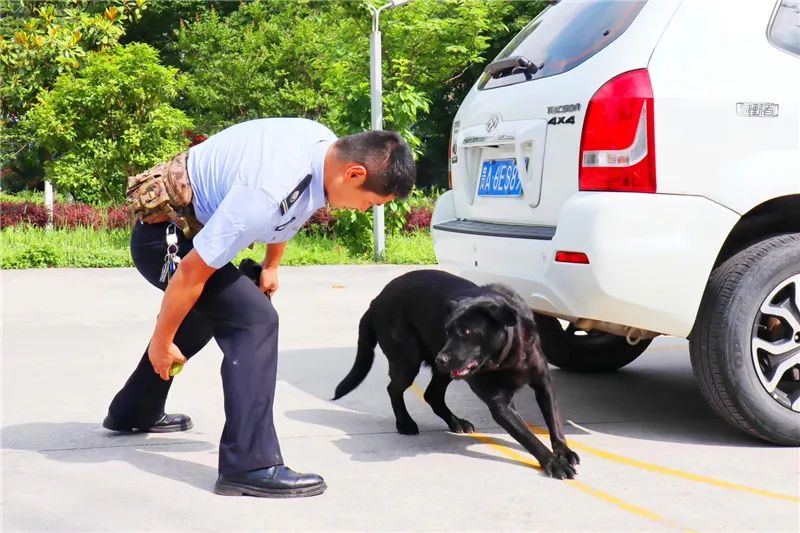 現有訓犬員4人,警犬17頭,分別是德國牧羊犬,馬犬,拉布拉多,金毛,昆明