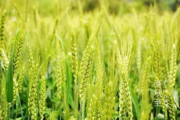 收获的时节已然不远小满麦渐黄三候麦秋至万物正旺盛生长但它的身旁