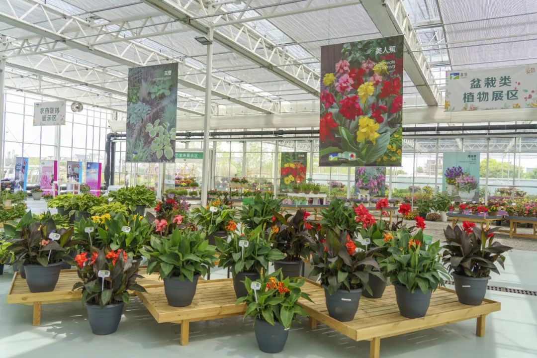 2020上海(崇明)国际新优花卉展开幕