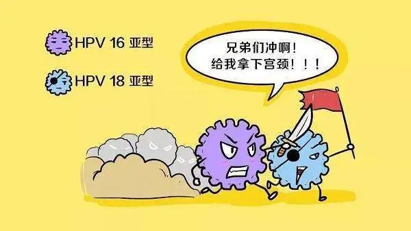 高危型hpv:如hpv6/11/42/43/44型,常引起外生殖器疣