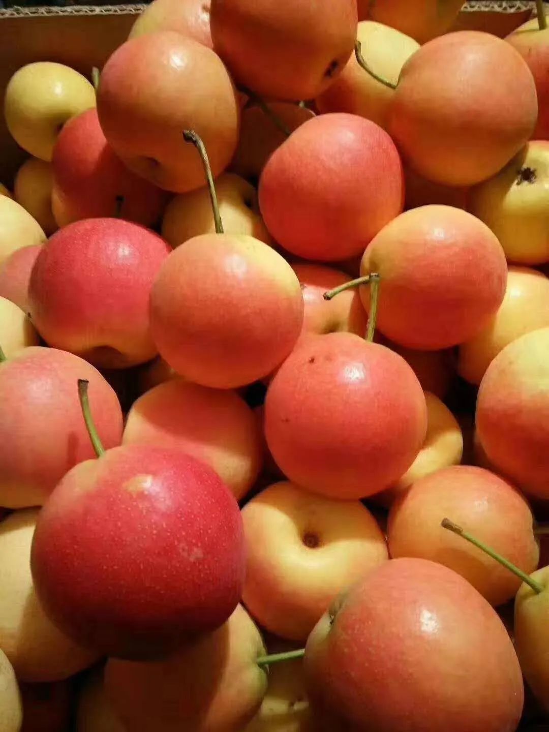 现有种植的土地面730亩,果树120亩,苹果梨,龙凤果等水果树3000多棵