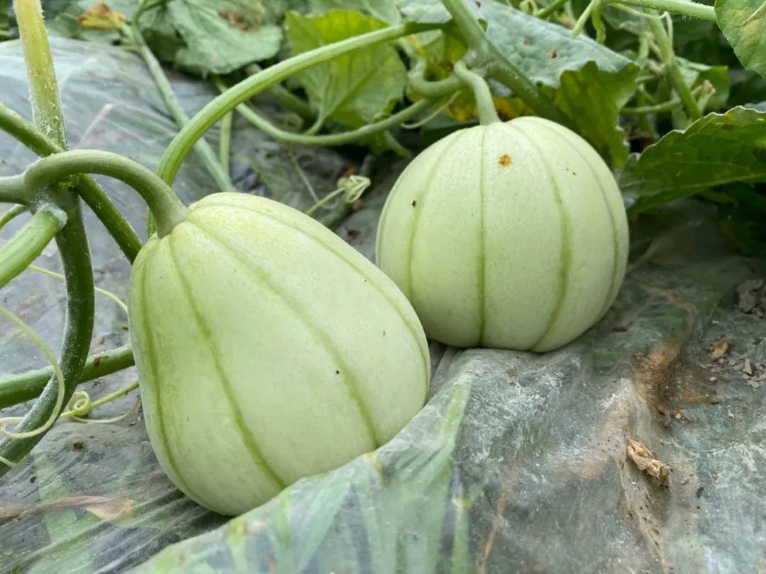 盼望着盼望着儿时亭林雪瓜的味道回来了