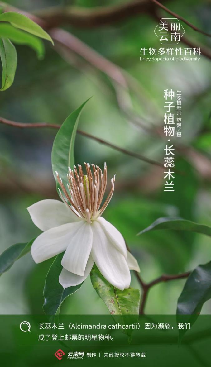 生物多样性百科种子植物61长蕊木兰登上邮票的明星物种