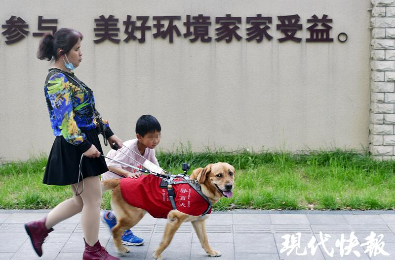△多多是南京第一只导盲犬,它的主人名叫祝爱叶