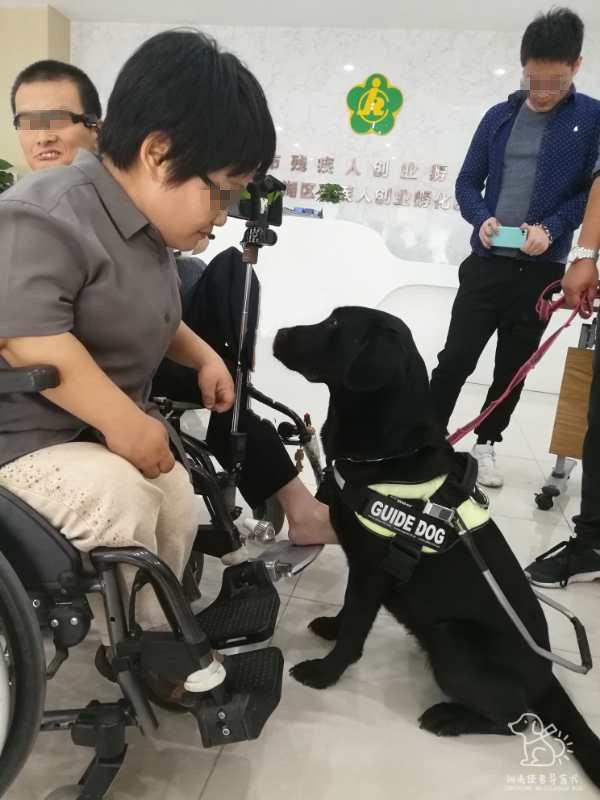 △在基地接受训练的 " 黑妹 " 西安阳光使者导盲犬学校供图